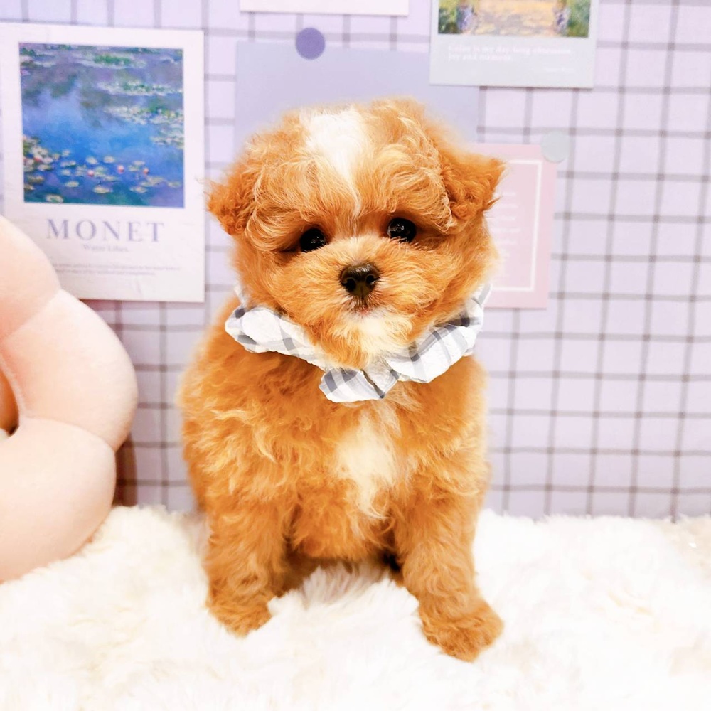 福井県のポメプー(ポメラニアン×プードル) (犬の家＆猫の里福井店/2026年4月20日生まれ/男の子/クリーム)の子犬の3枚目の画像