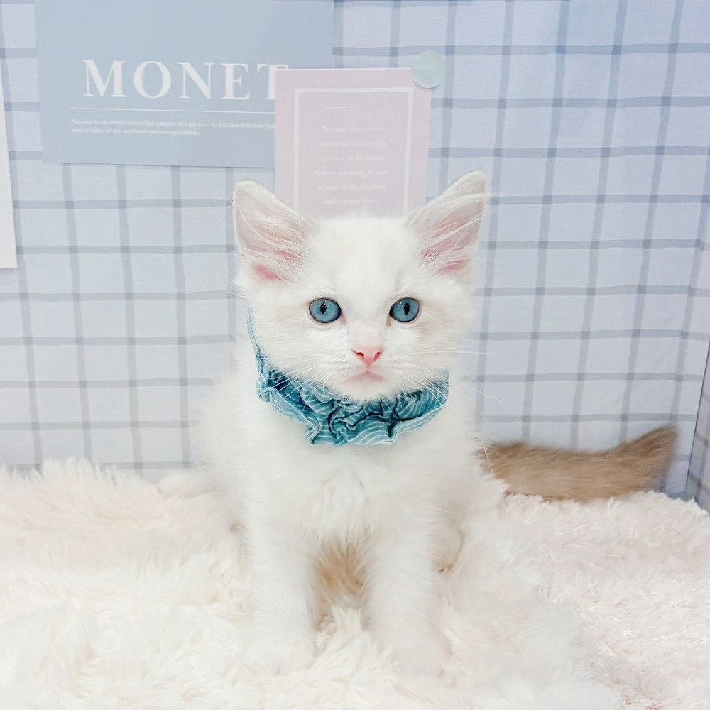 福井県のラグドール (犬の家＆猫の里アミーゴ福井店/2026年4月20日生まれ/男の子/ブルーポイントバイカラー)の子猫の3枚目の画像