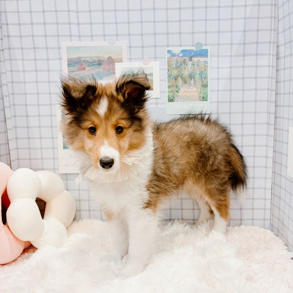 福井県のシェットランドシープドッグ (犬の家＆猫の里福井店/2026年4月18日生まれ/男の子/セーブルホワイト)の子犬の3枚目の画像