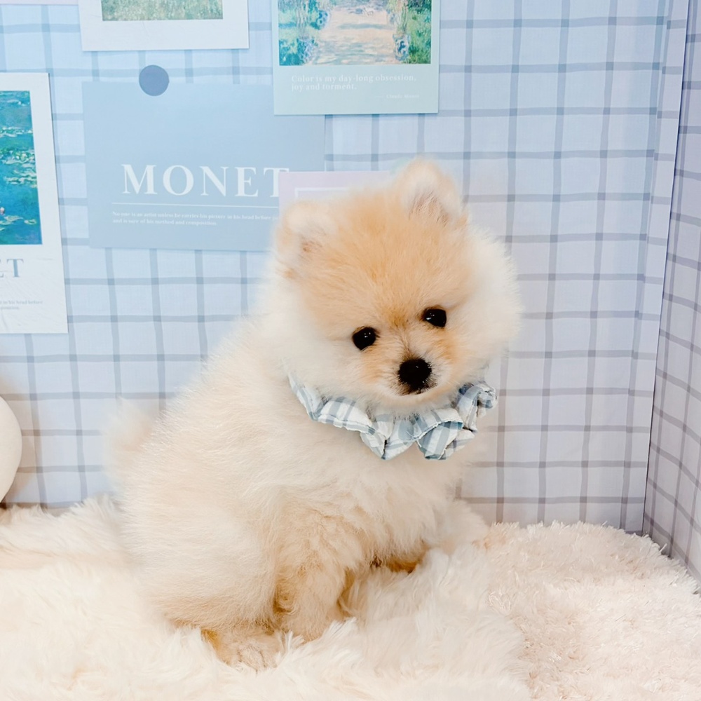 福井県のポメラニアン (犬の家＆猫の里福井店/2026年5月2日生まれ/男の子/クリーム)の子犬の3枚目の画像