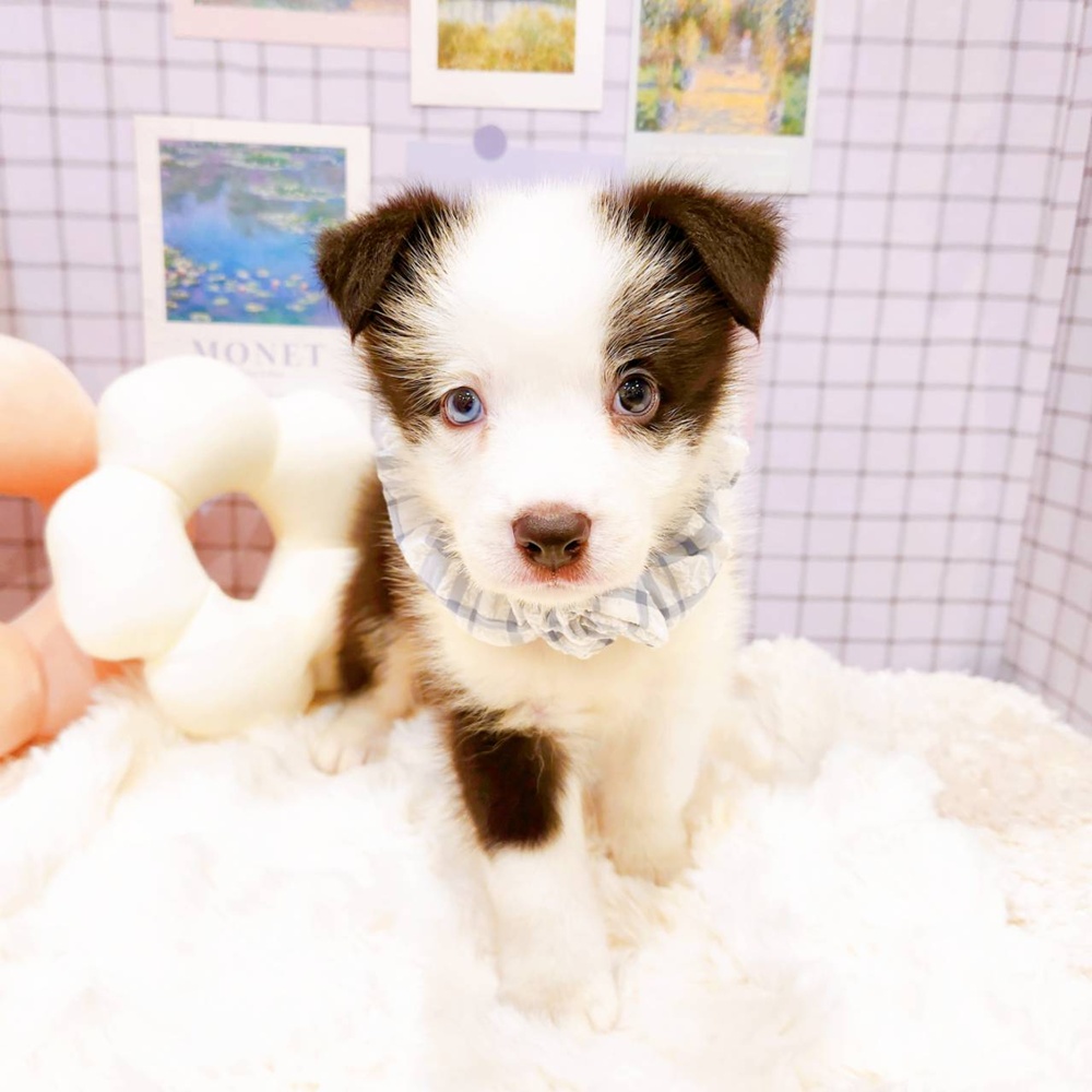 福井県のボーダーコリー (犬の家＆猫の里福井店/2026年5月8日生まれ/男の子/ブラックホワイト)の子犬の3枚目の画像