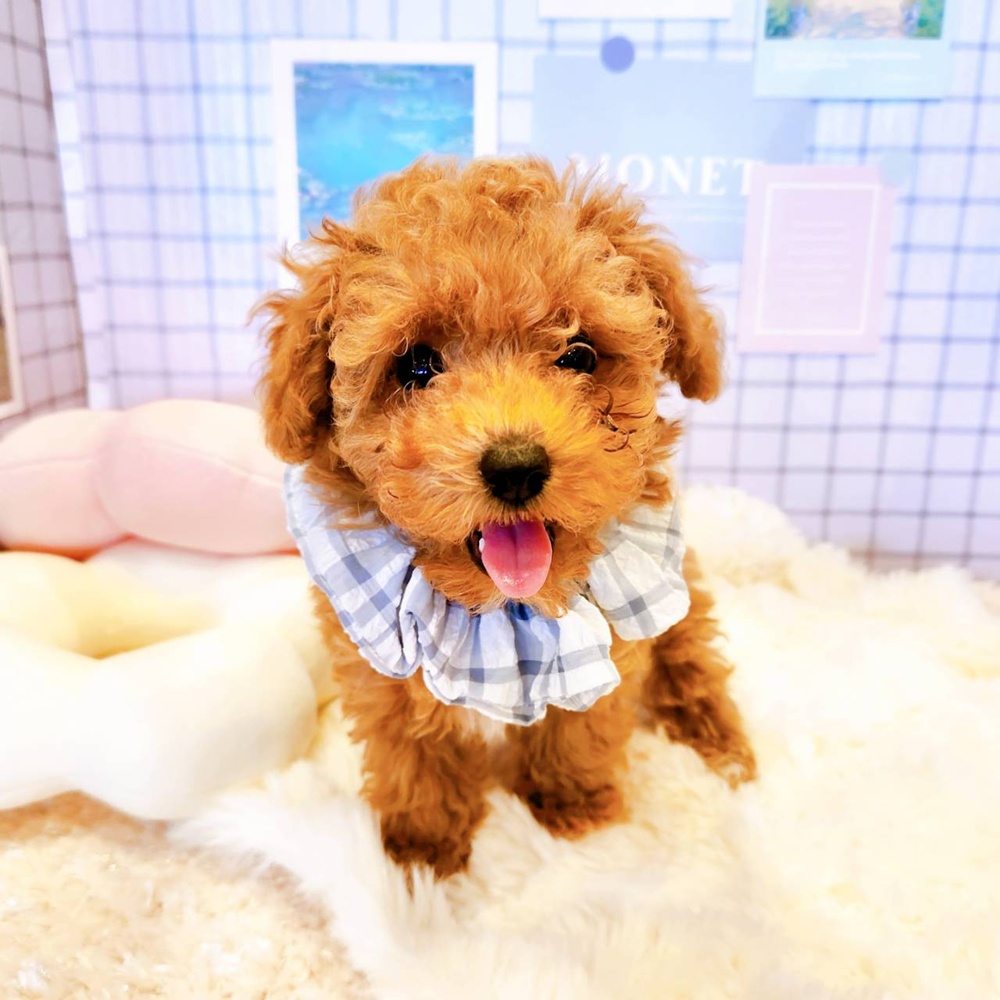 福井県のトイプードル(トイ) (犬の家＆猫の里福井店/2026年5月8日生まれ/女の子/レッド)の子犬の3枚目の画像