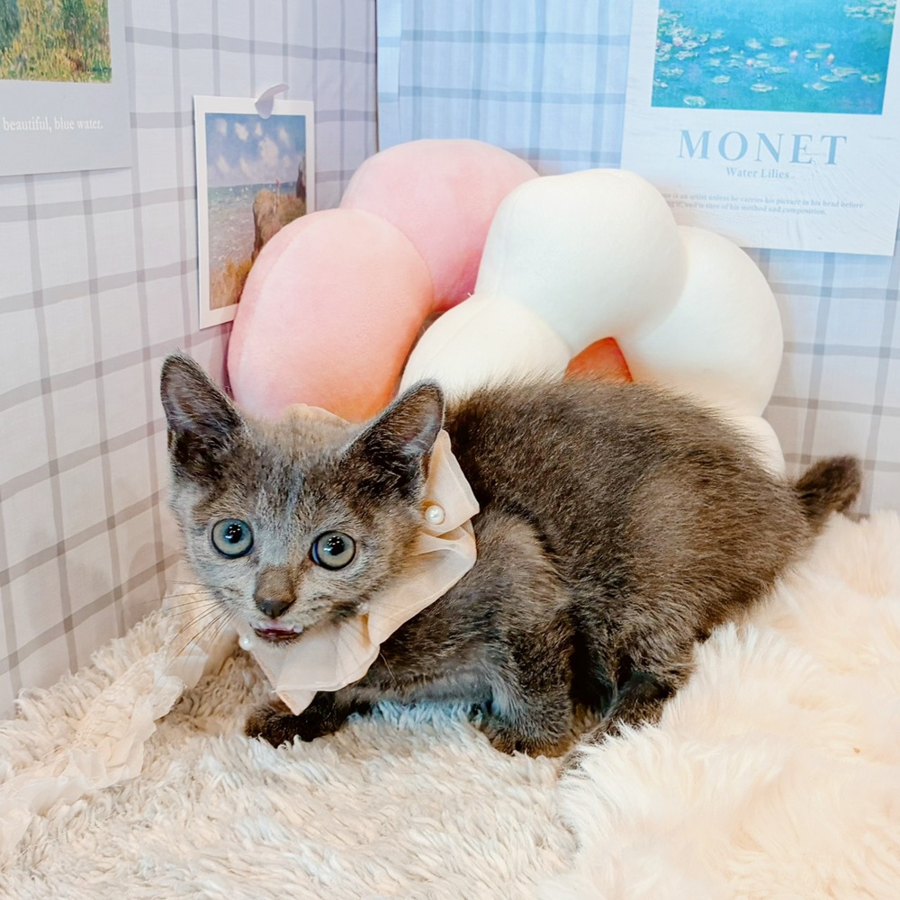 福井県のロシアンブルー (犬の家＆猫の里福井店/2026年5月12日生まれ/女の子/ブルー)の子猫の3枚目の画像