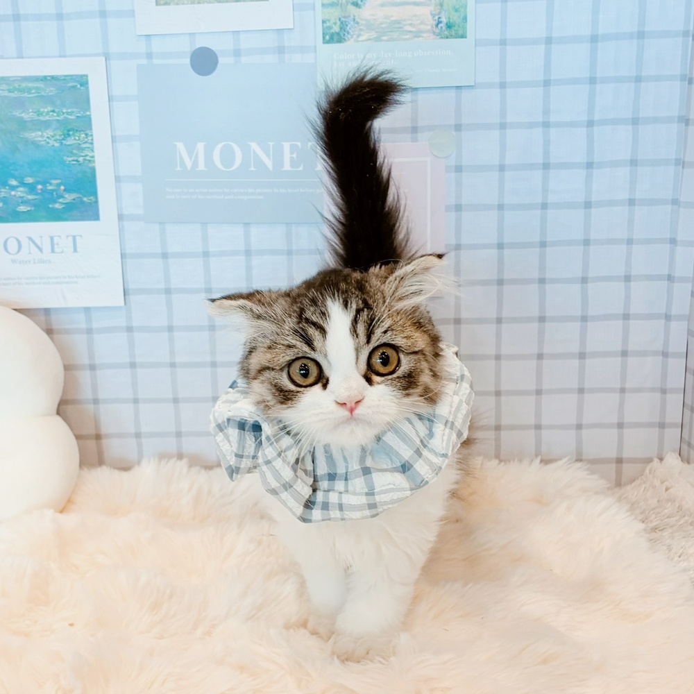 福井県のスコティッシュフォールド (犬の家＆猫の里福井店/2026年5月1日生まれ/男の子/シルバータビーホワイト)の子猫の3枚目の画像