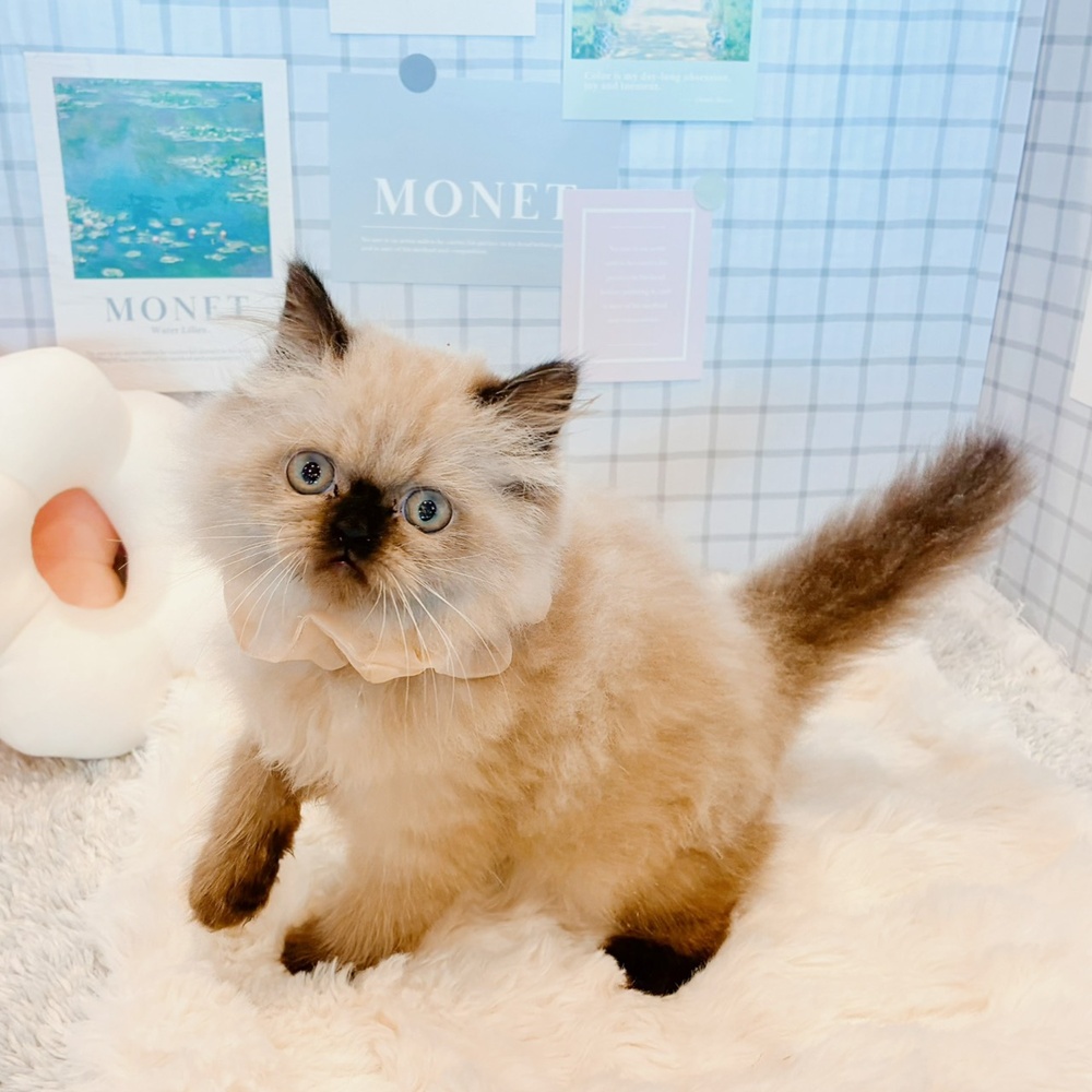 福井県のヒマラヤン (犬の家＆猫の里福井店/2026年5月17日生まれ/女の子/シールポイント)の子猫の3枚目の画像