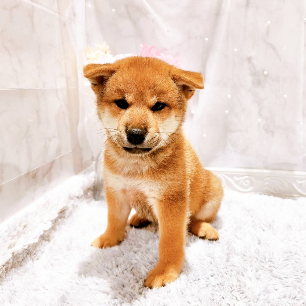 福井県の柴犬(標準サイズ) (犬の家＆猫の里福井店/2026年6月23日生まれ/女の子/赤)の子犬の3枚目の画像