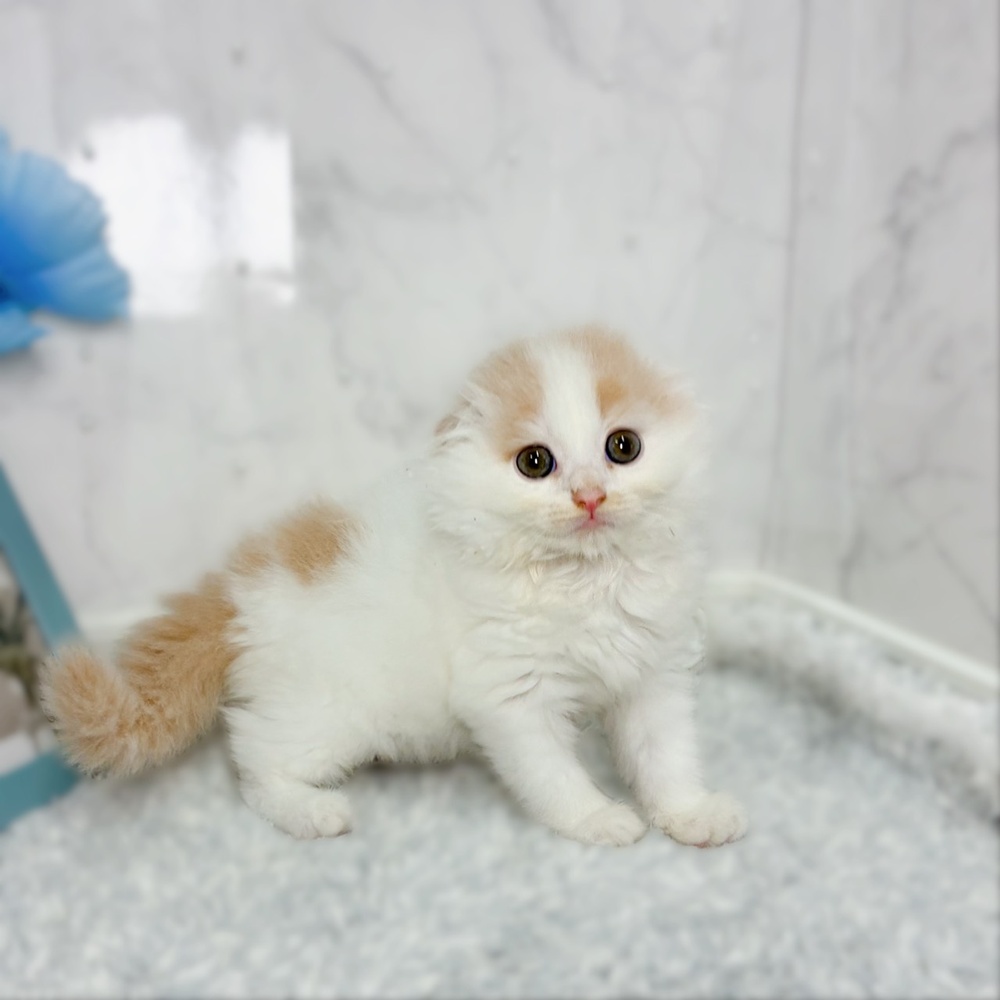 福井県のスコティッシュフォールド (犬の家＆猫の里福井店/2026年7月5日生まれ/男の子/クリームタビーホワイト)の子猫の3枚目の画像