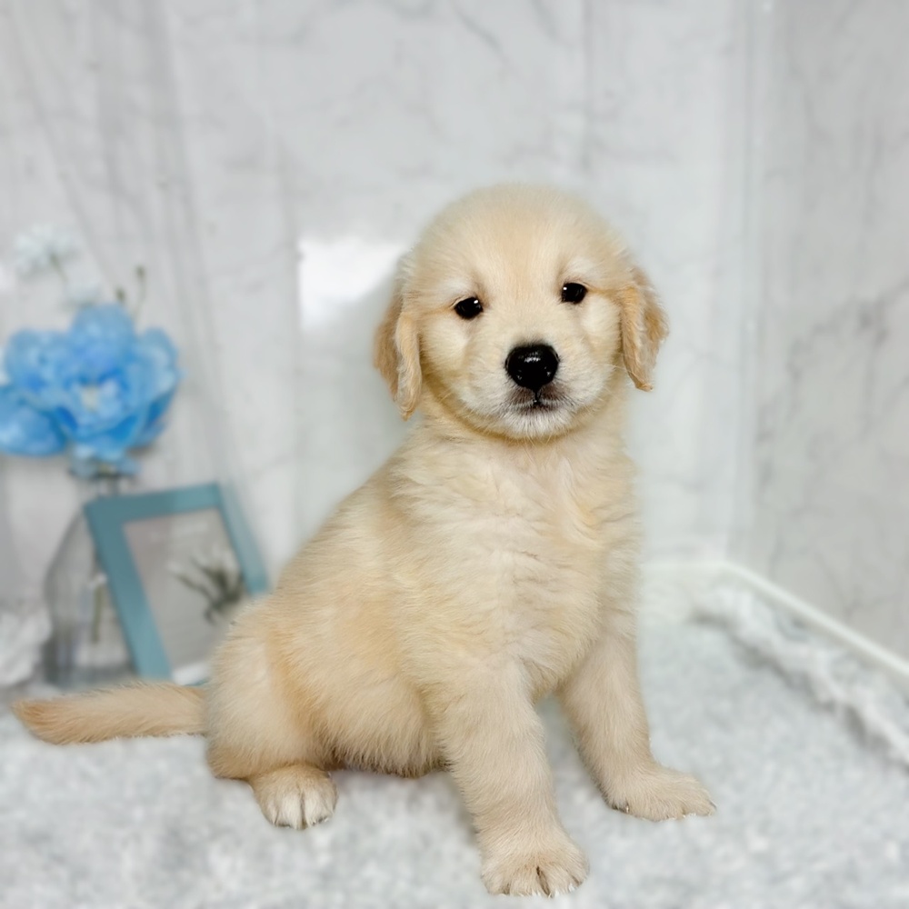 福井県のゴールデンレトリバー (犬の家＆猫の里福井店/2026年7月4日生まれ/男の子/ゴールデン)の子犬の3枚目の画像