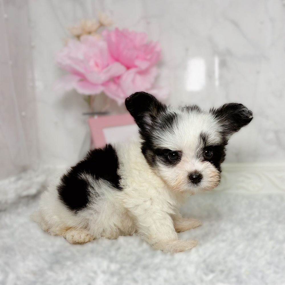 福井県のハーフ犬・ミックス犬 (犬の家＆猫の里福井店/2026年7月6日生まれ/女の子/トライカラー)の子犬の3枚目の画像