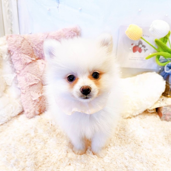 福井県のポメラニアン (犬の家＆猫の里福井店/2025年6月21日生まれ/女の子/クリーム)の子犬の3枚目の画像