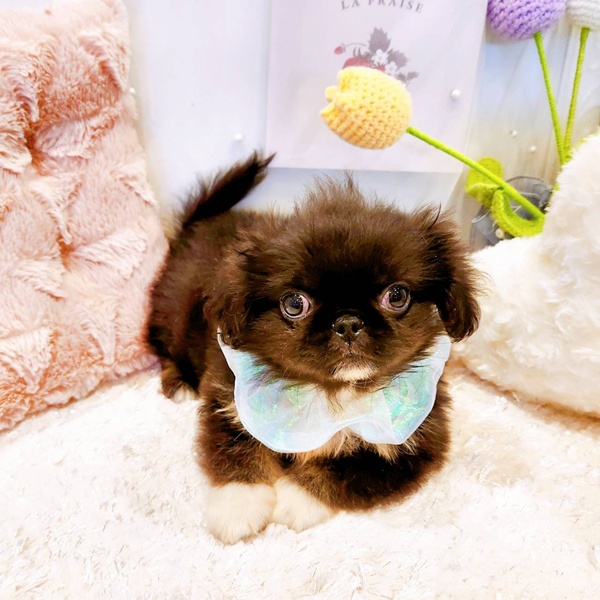 福井県のペキニーズ (犬の家＆猫の里福井店/2025年8月4日生まれ/男の子/ブラックタンホワイト)の子犬の3枚目の画像