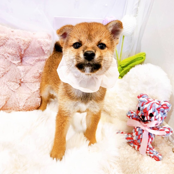 福井県の柴犬(標準サイズ) (犬の家＆猫の里福井店/2025年8月2日生まれ/女の子/赤)の子犬の3枚目の画像