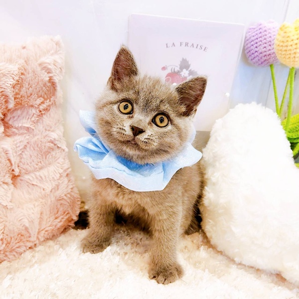 福井県のブリティッシュショートヘアー (犬の家＆猫の里福井店/2025年7月28日生まれ/男の子/ブルー)の子猫の1枚目の画像