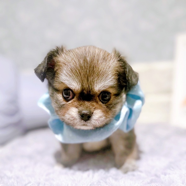 福井県のチワペキ/ペキチー/ペキチワ(チワワ×ペキニーズ) (犬の家＆猫の里福井店/2025年8月31日生まれ/男の子/フォーン)の子犬の3枚目の画像