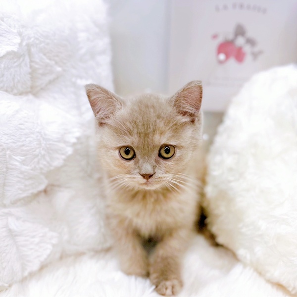 福井県のブリティッシュショートヘアー (犬の家＆猫の里福井店/2025年8月30日生まれ/女の子/ライラッククリーム)の子猫の3枚目の画像