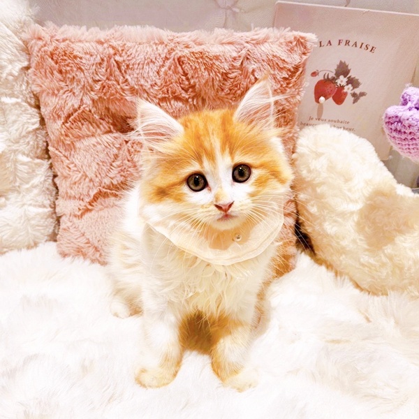 福井県のマンチカン (犬の家＆猫の里福井店/2025年8月22日生まれ/女の子/レッドタビーホワイト)の子猫の3枚目の画像