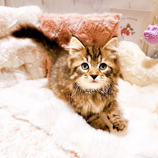 福井県のサイベリアン (犬の家＆猫の里福井店/2025年9月1日生まれ/男の子/ブラウンマッカレルタビー)の子猫の3枚目の画像