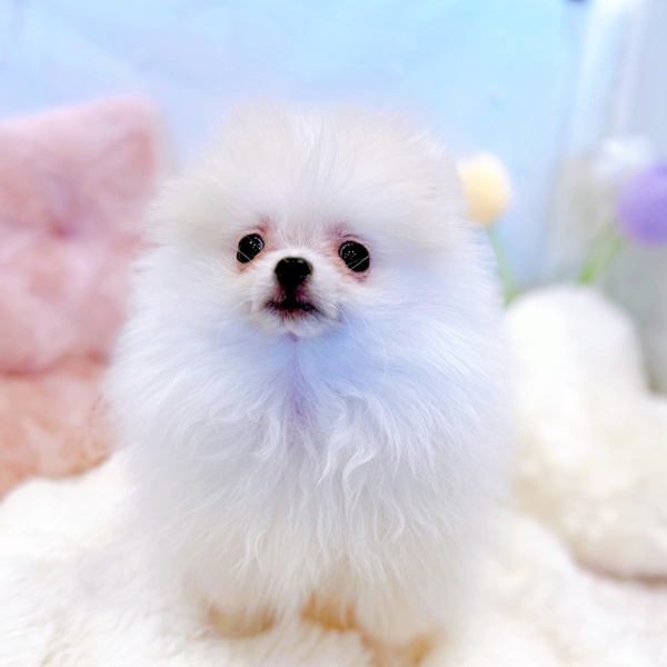 福井県のポメラニアン (犬の家＆猫の里福井店/2025年9月19日生まれ/男の子/クリーム)の子犬の3枚目の画像