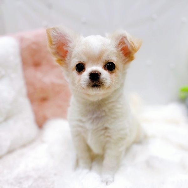 福井県のチワワ(ロング) (犬の家＆猫の里福井店/2025年10月13日生まれ/男の子/クリームホワイト)の子犬の3枚目の画像