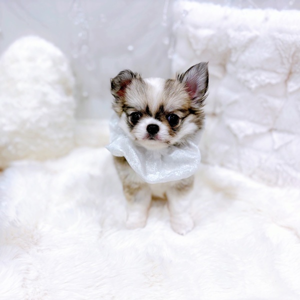 福井県のチワワ(ロング) (犬の家＆猫の里福井店/2025年10月16日生まれ/女の子/フォーンホワイト)の子犬の3枚目の画像