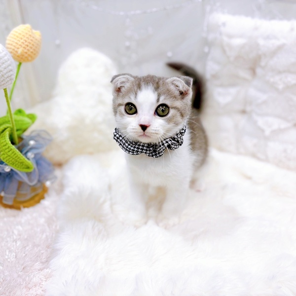 福井県のスコティッシュフォールド (犬の家＆猫の里福井店/2025年10月21日生まれ/女の子/ブルータビーホワイト)の子猫の3枚目の画像