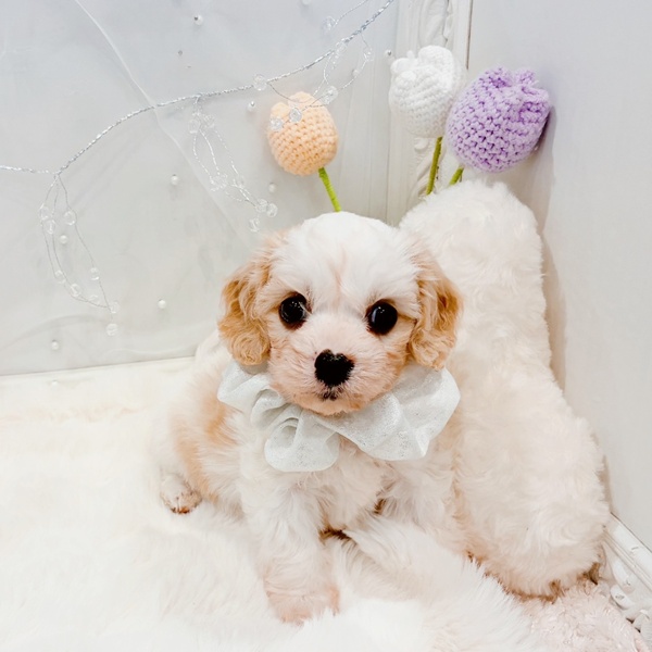 福井県のハーフ犬・ミックス犬 (犬の家＆猫の里福井店/2025年11月21日生まれ/男の子/ブレンハイム)の子犬の3枚目の画像