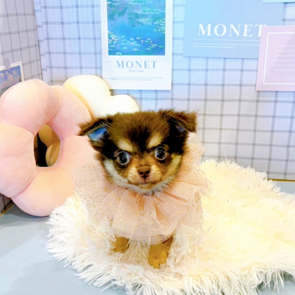 福井県のチワワ(ロング) (犬の家＆猫の里福井店/2026年2月3日生まれ/女の子/チョコレートタン)の子犬の1枚目の画像