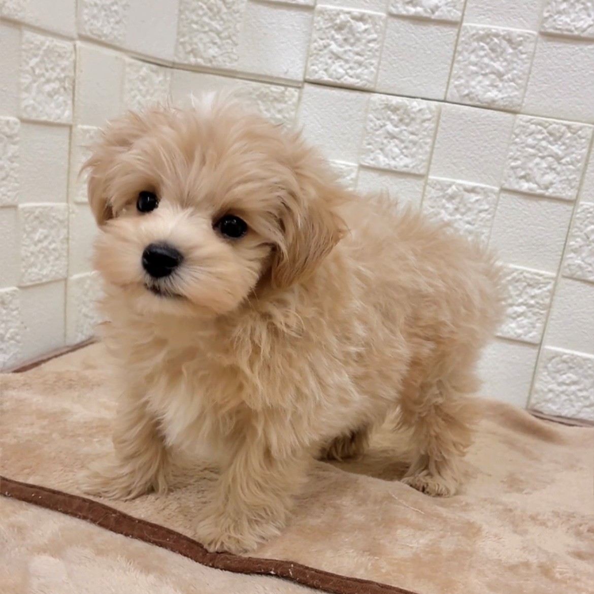 愛知県のマルプー(マルチーズ×プードル) (犬の家＆猫の里碧南店/2025年9月18日生まれ/男の子/アプリコットホワイト)の子犬の3枚目の画像