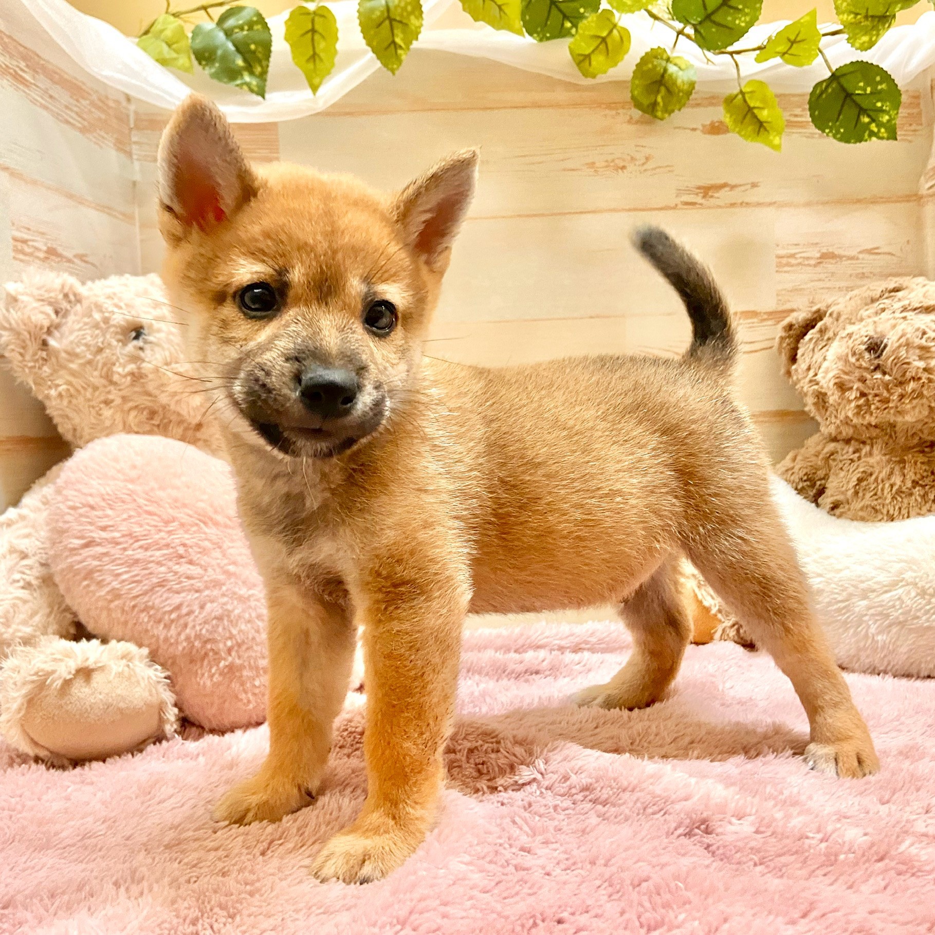 兵庫県の豆柴 (犬の家＆猫の里神戸店/2025年7月23日生まれ/男の子/赤)の子犬の3枚目の画像