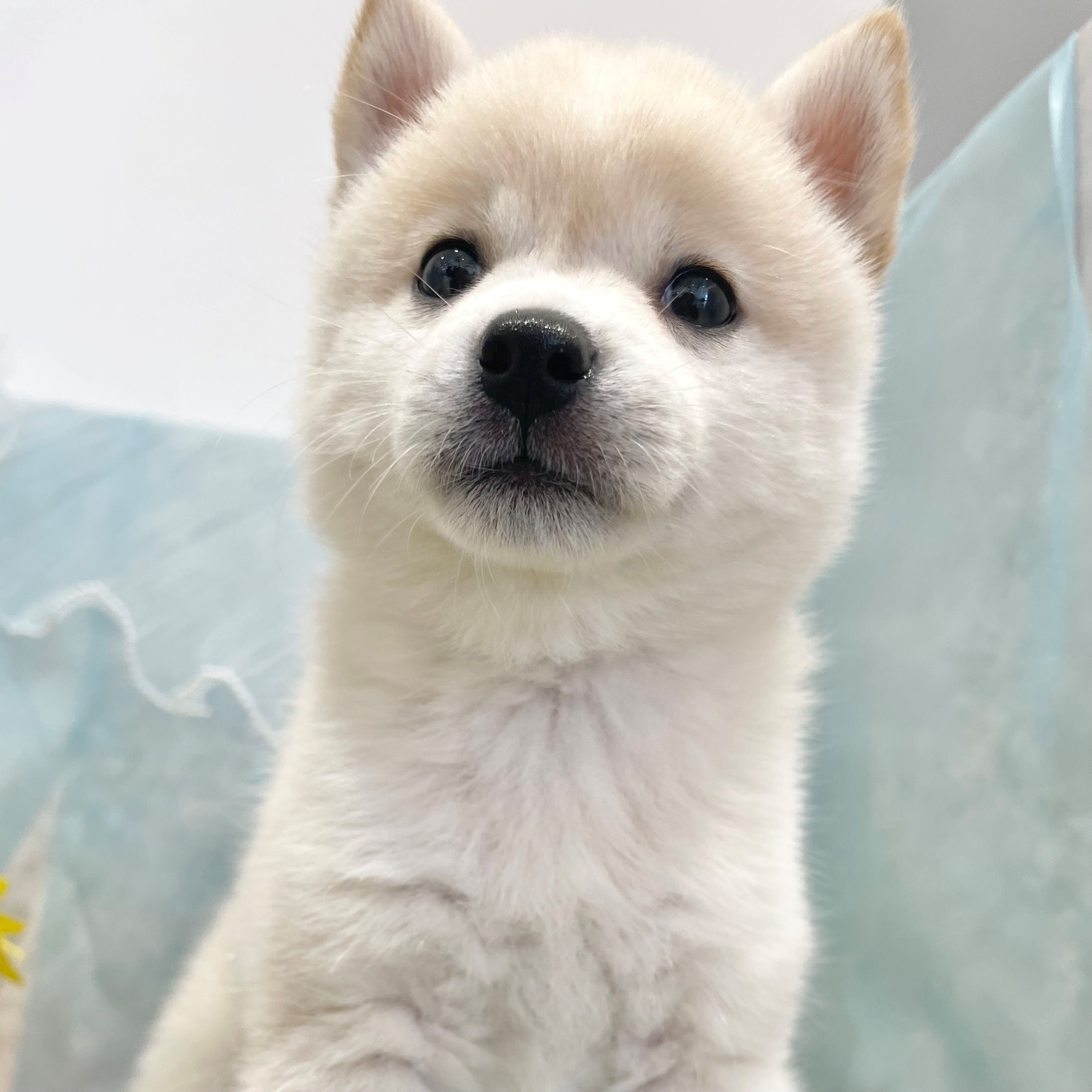 福岡県のハーフ犬・ミックス犬 (犬の家＆猫の里くりえいと宗像店/2026年5月2日生まれ/女の子/白)の子犬の3枚目の画像