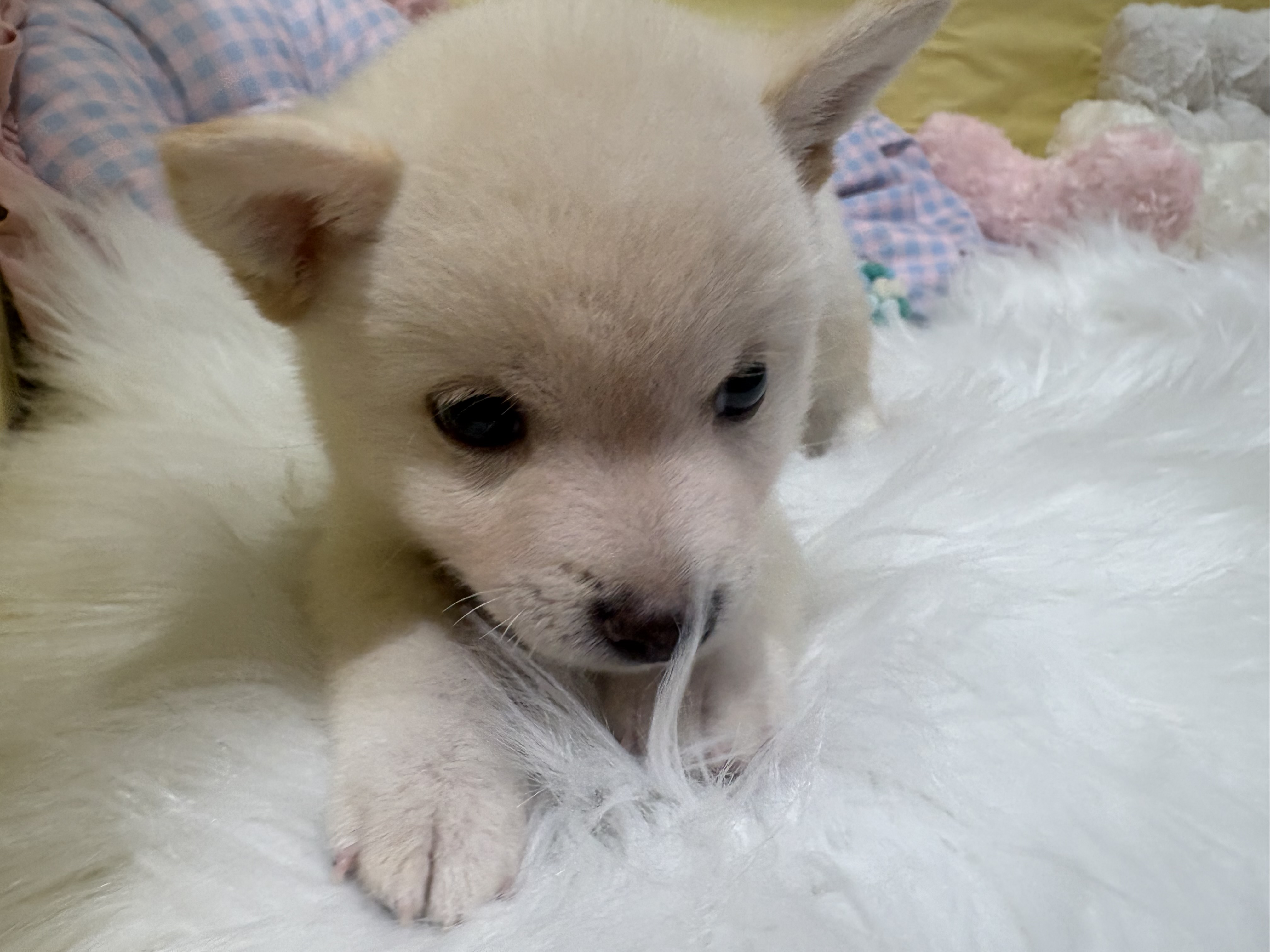 神奈川県の豆柴 (犬の家＆猫の里元住吉ブレーメン通り店/2026年6月14日生まれ/男の子/白)の子犬の3枚目の画像