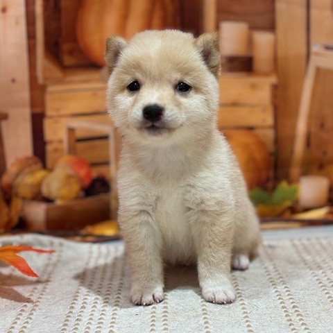 福岡県の豆柴 (犬の家＆猫の里トリアス久山店/2025年8月16日生まれ/男の子/白)の子犬の3枚目の画像