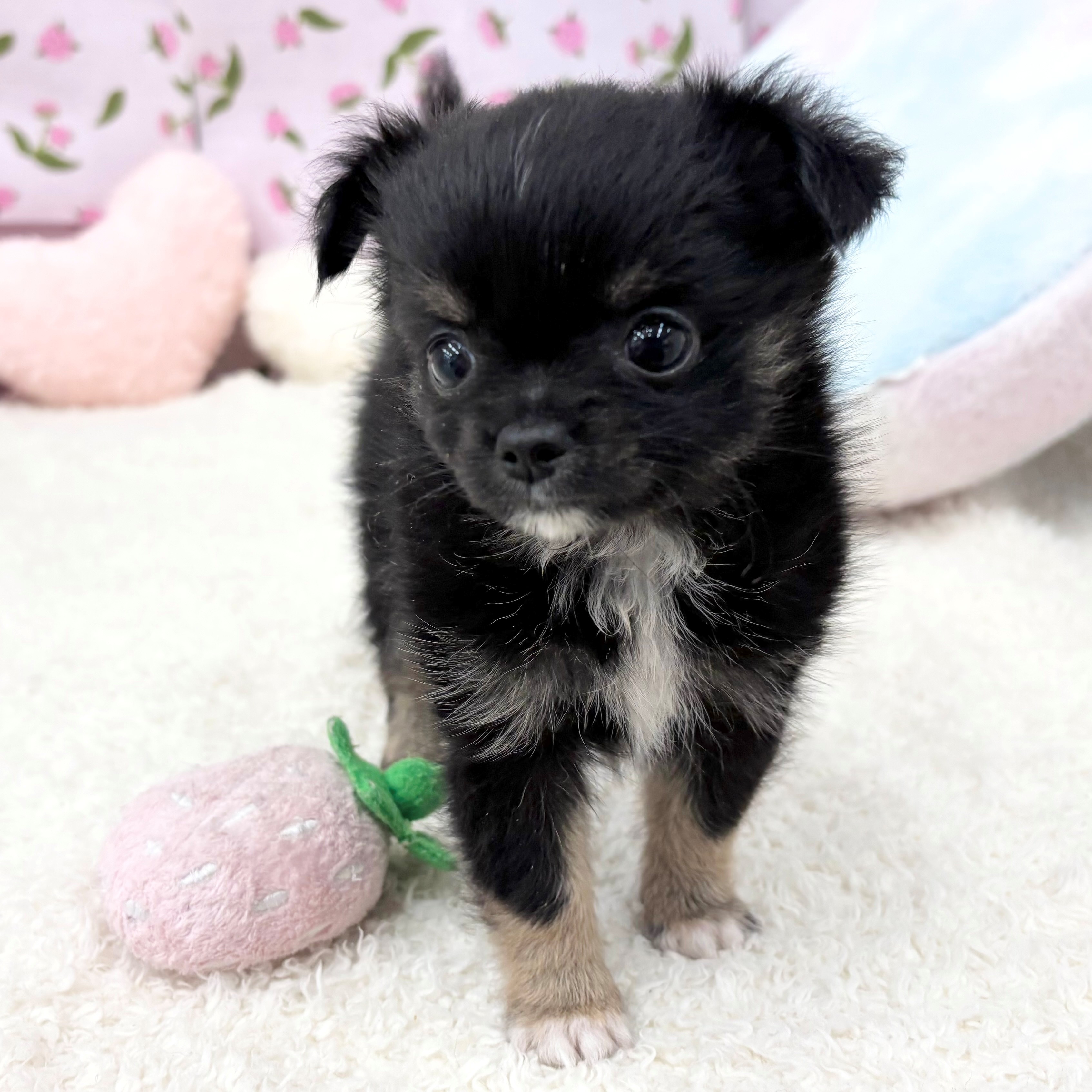 愛知県のチワワ(ロング) (犬の家＆猫の里エアポートウォーク店/2026年6月1日生まれ/男の子/ブラックタンホワイト)の子犬の1枚目の画像