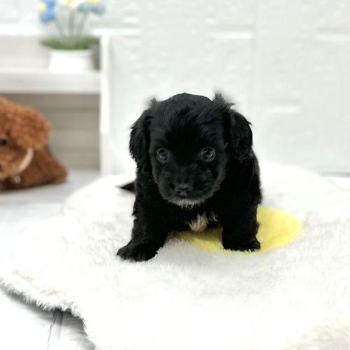 愛知県のハーフ犬・ミックス犬 (犬の家＆猫の里豊川インター店/2026年5月10日生まれ/女の子/ブラックホワイト)の子犬の3枚目の画像