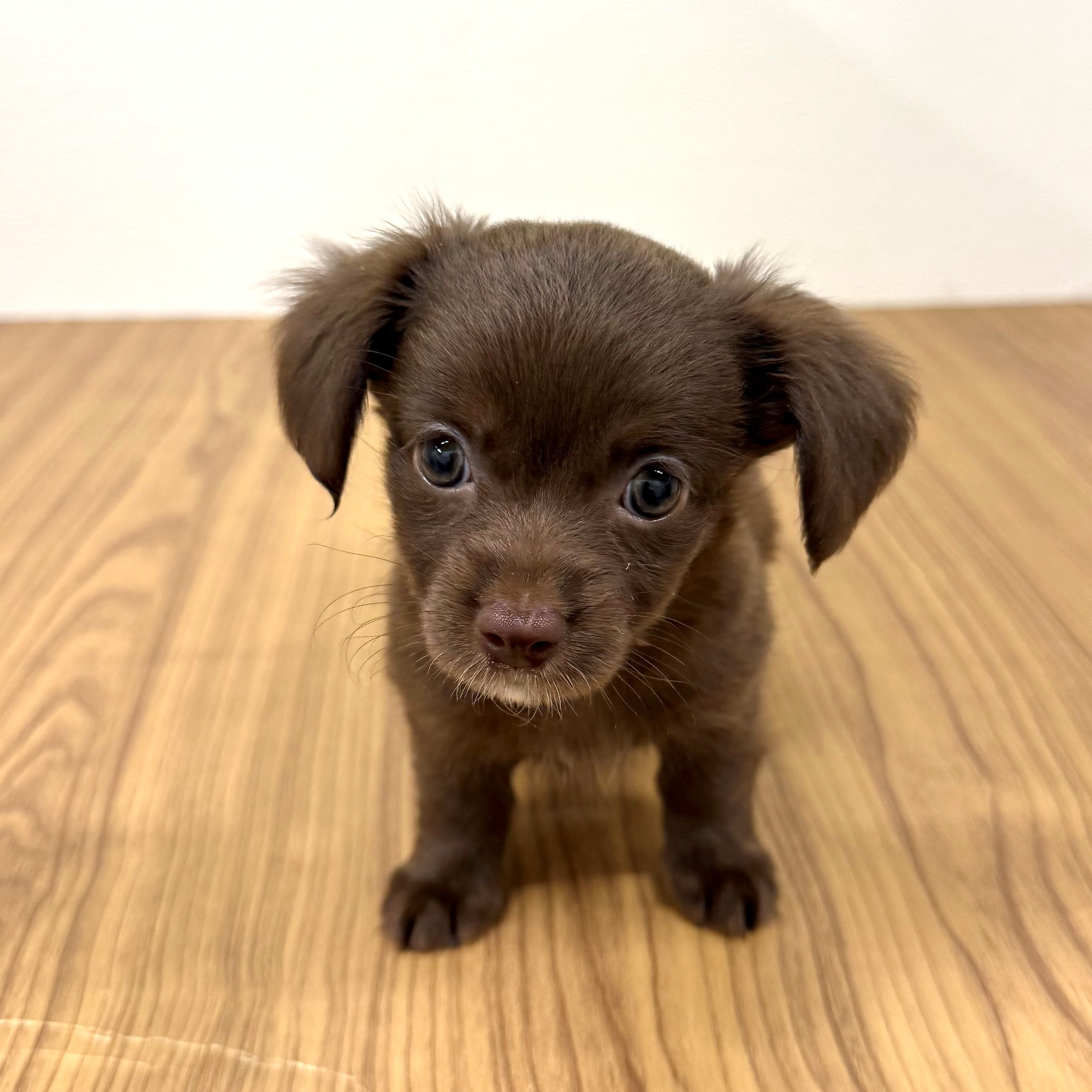 福岡県のチワックス(チワワ×ダックス) (犬の家＆猫の里トリアス久山店/2025年6月1日生まれ/女の子/チョコレート)の子犬の3枚目の画像