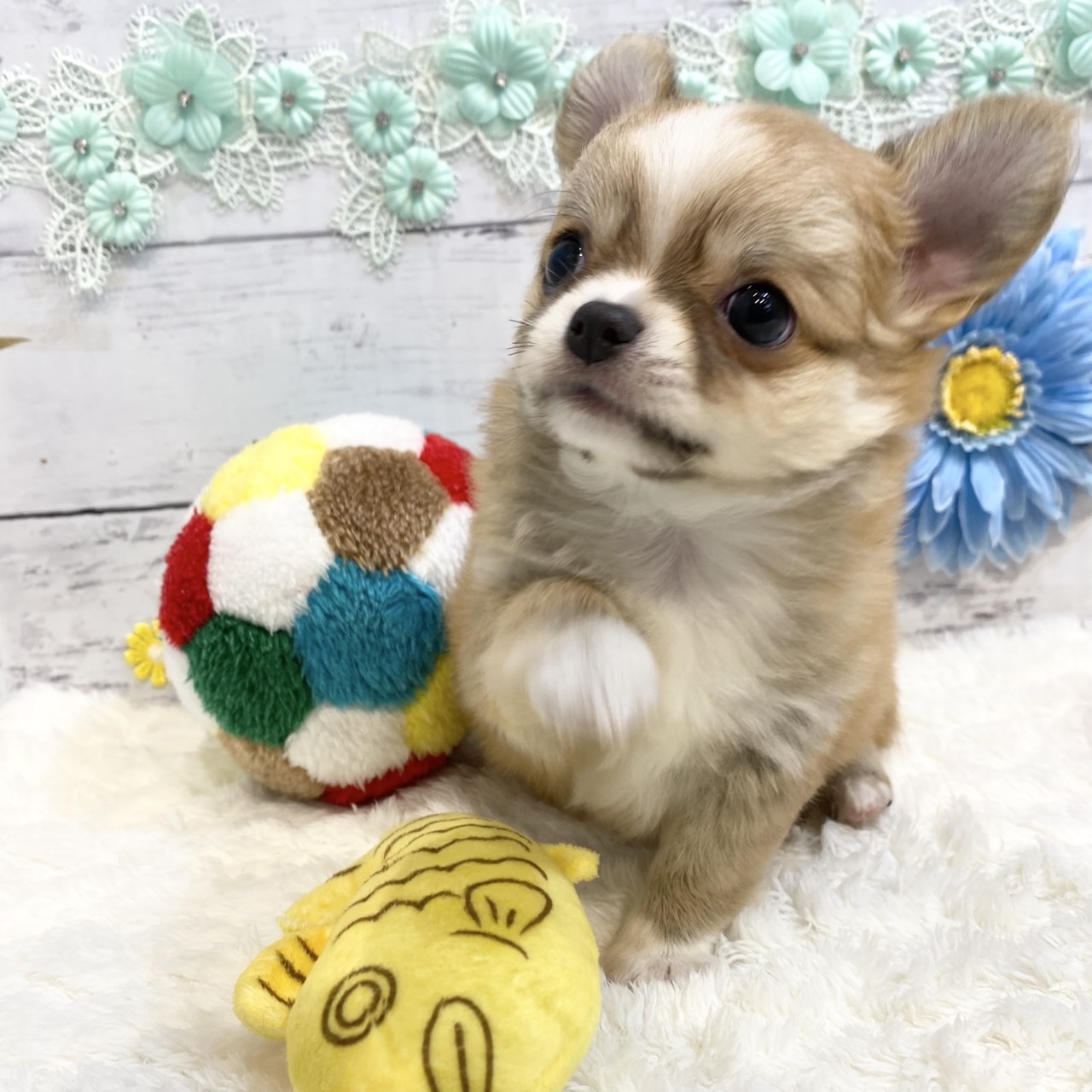 長野県のチワワ(ロング) (犬の家＆猫の里カインズ梓川店/2025年7月1日生まれ/男の子/レッドホワイト)の子犬の3枚目の画像