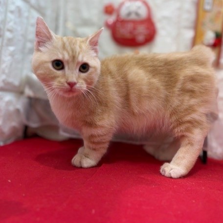 岡山県のマンチカン (犬の家＆猫の里倉敷店/2025年9月4日生まれ/男の子/レッドタビー)の子猫の3枚目の画像