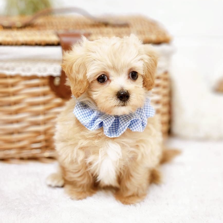 滋賀県のマルプー(マルチーズ×プードル) (犬の家＆猫の里近江八幡店/2025年10月7日生まれ/男の子/アプリコット)の子犬の3枚目の画像