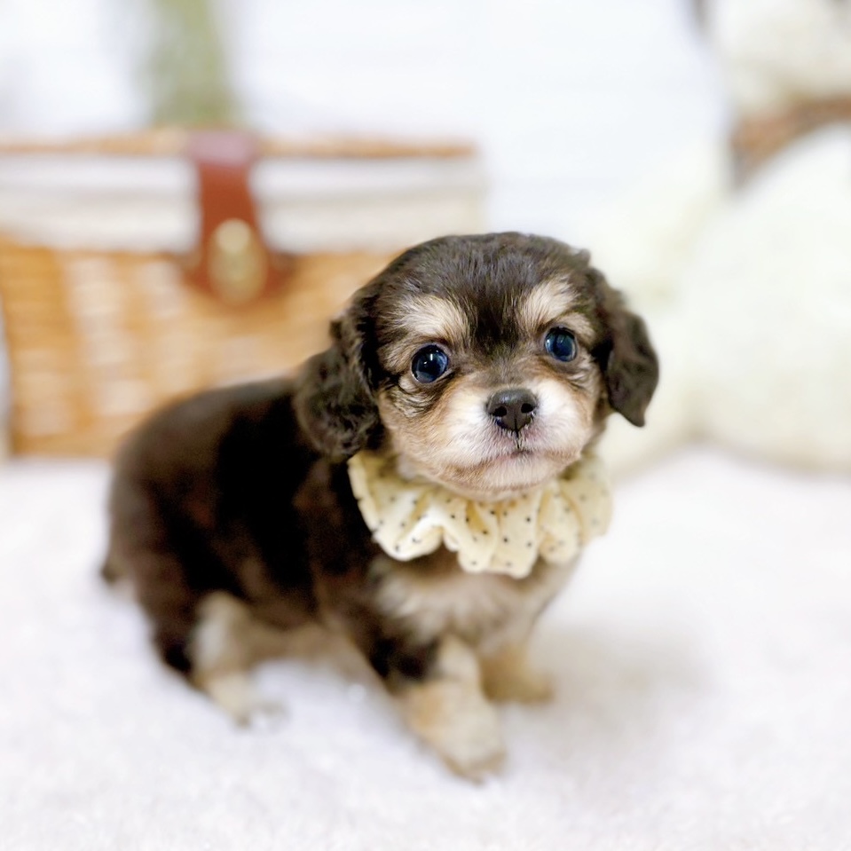 滋賀県のチワックス(チワワ×ダックス) (犬の家＆猫の里近江八幡店/2025年10月8日生まれ/女の子/チョコレートタン)の子犬の3枚目の画像