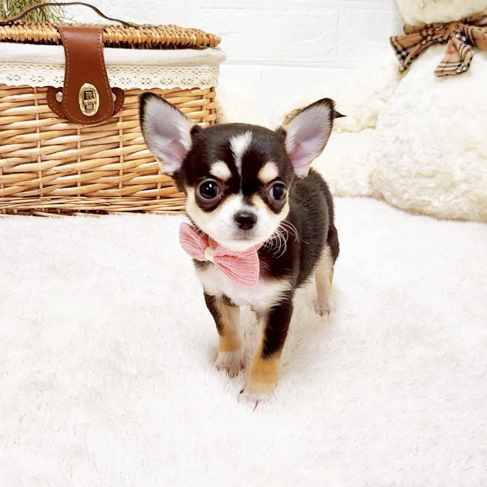 滋賀県のチワワ(スムース) (犬の家＆猫の里近江八幡店/2025年10月9日生まれ/女の子/ブラックタンホワイト)の子犬の3枚目の画像