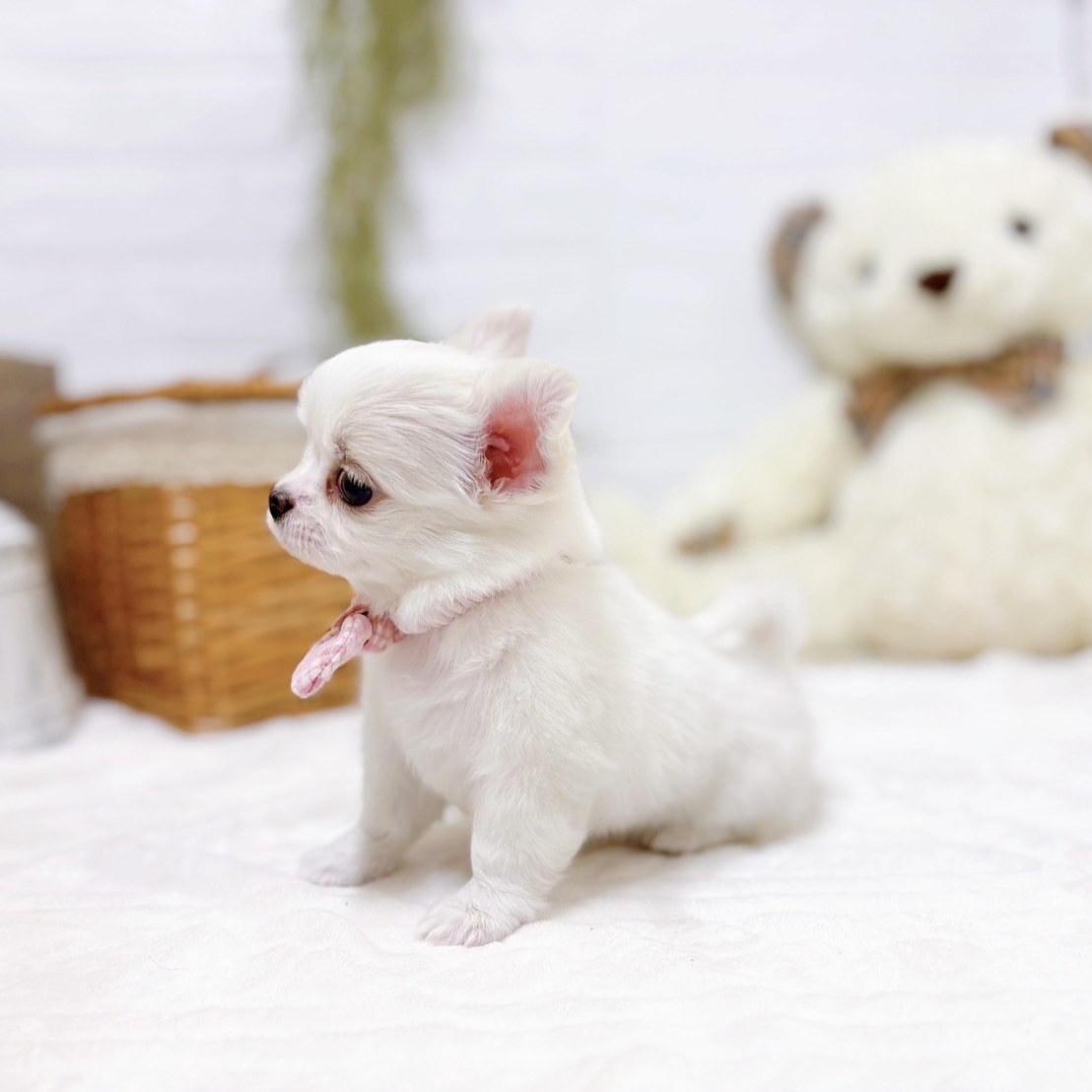 滋賀県のチワワ(ロング) (犬の家＆猫の里近江八幡店/2025年10月22日生まれ/女の子/ホワイトクリーム)の子犬の3枚目の画像