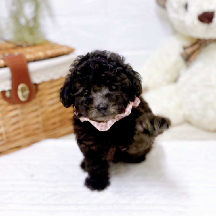 滋賀県のトイプードル(トイ) (犬の家＆猫の里近江八幡店/2025年11月8日生まれ/女の子/グレー)の子犬の3枚目の画像