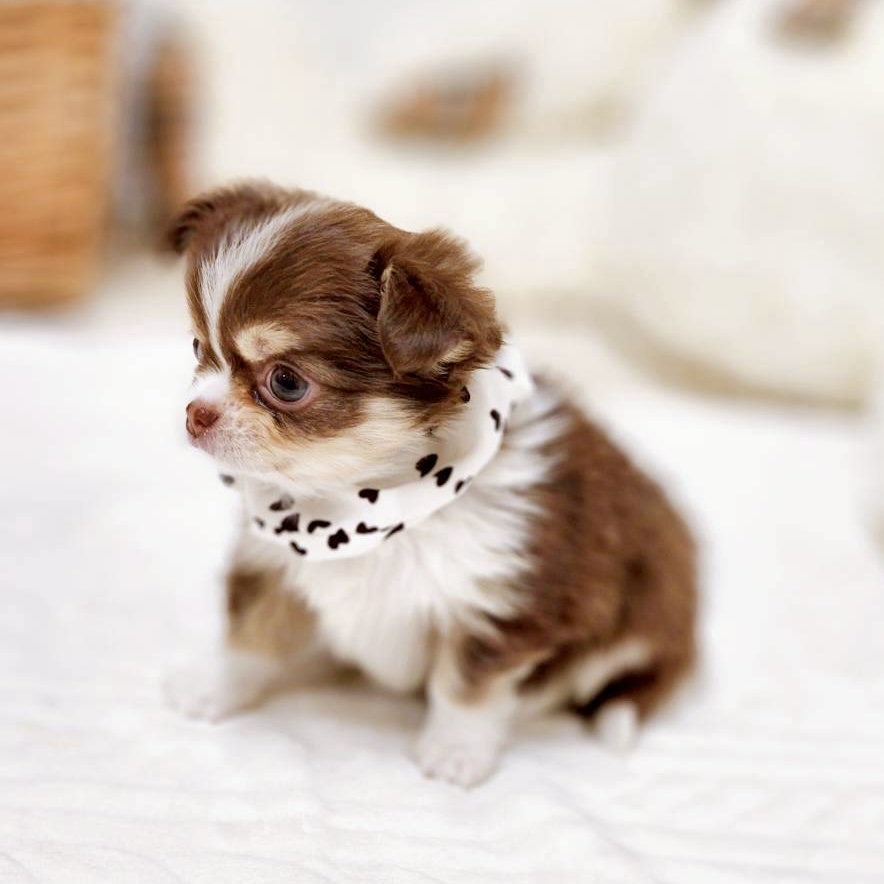 滋賀県のチワワ(ロング) (犬の家＆猫の里近江八幡店/2025年11月12日生まれ/女の子/チョコレートクリームホワイト)の子犬の3枚目の画像