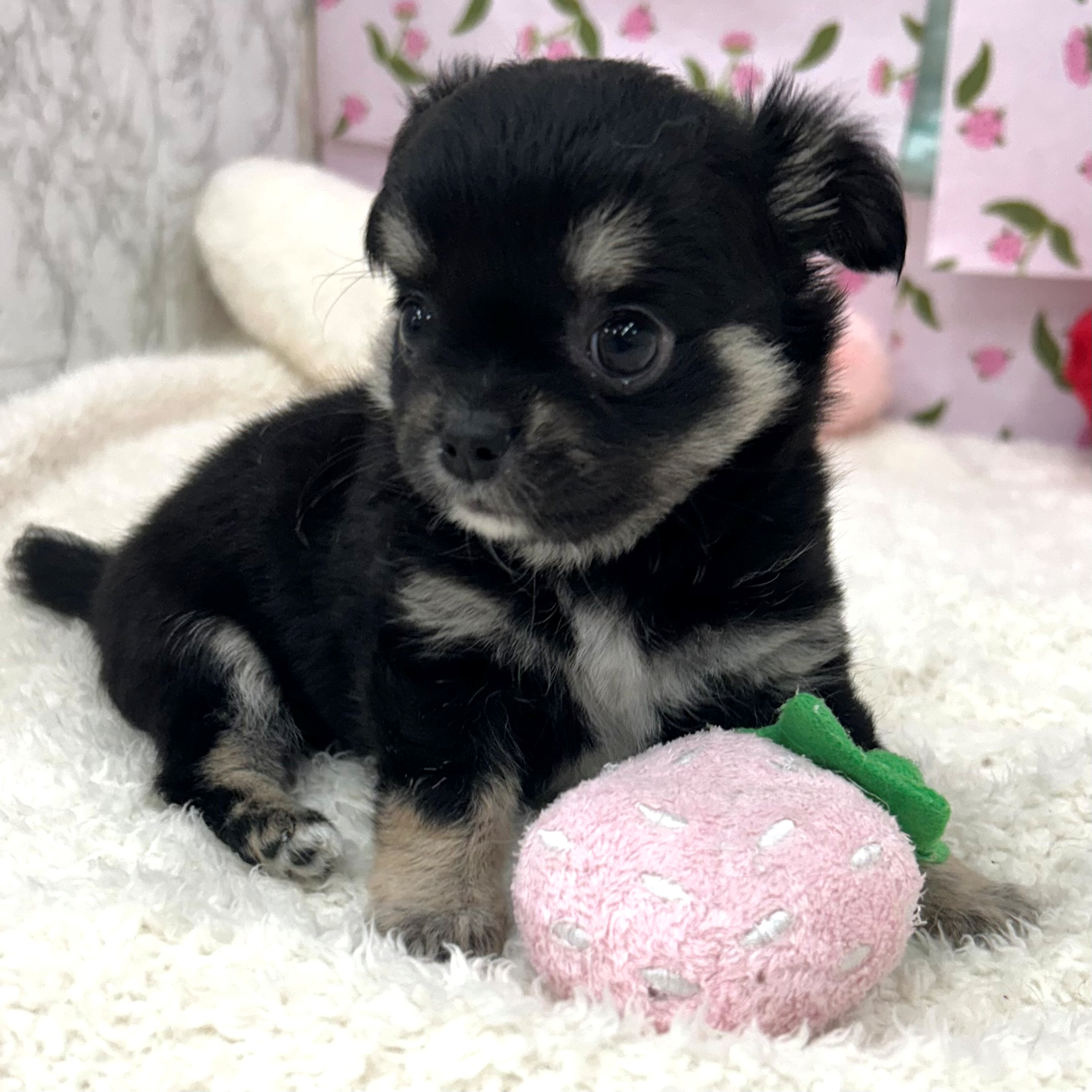 愛知県のチワワ(ロング) (犬の家＆猫の里エアポートウォーク店/2026年6月16日生まれ/女の子/ブラックタンホワイト)の子犬の3枚目の画像