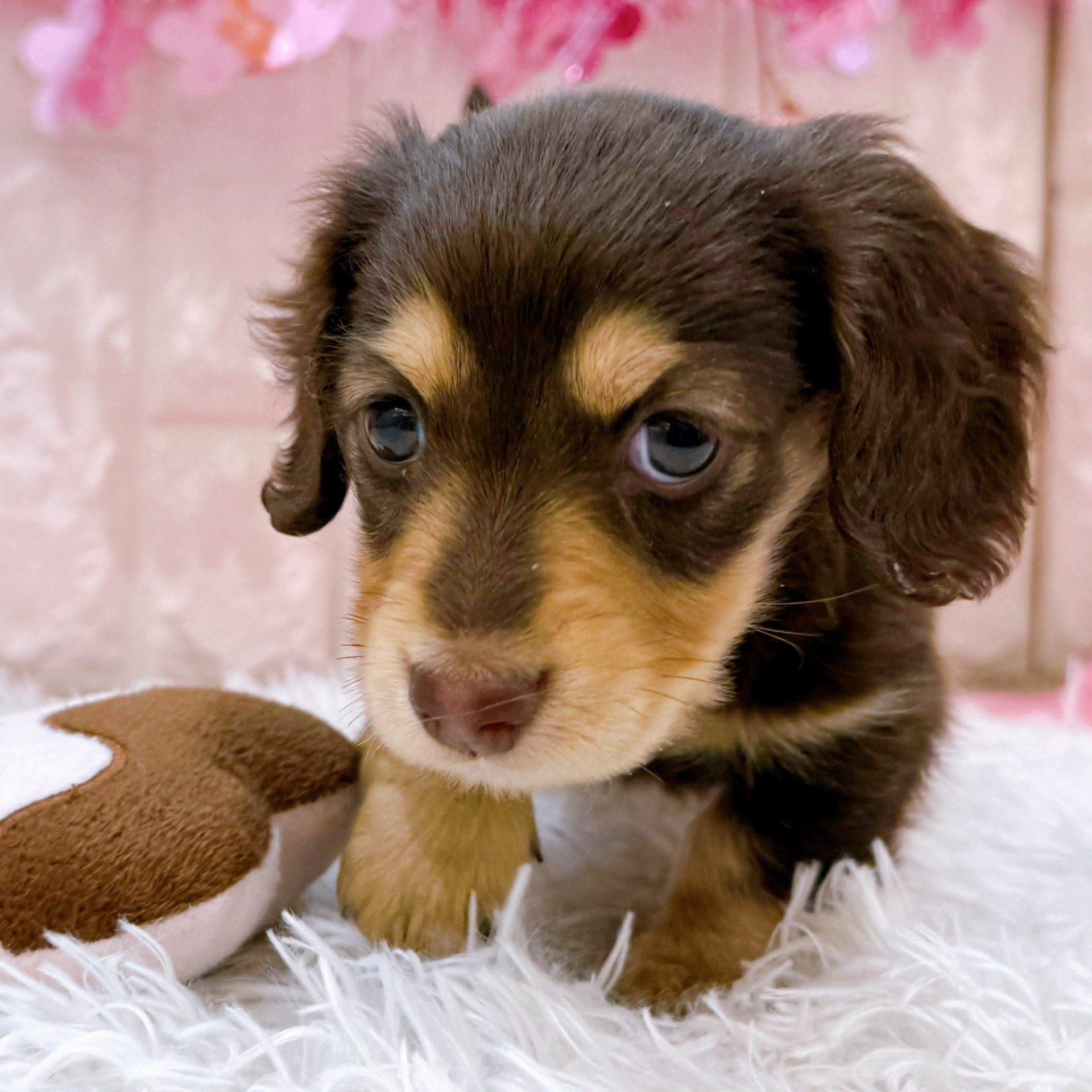 岡山県のカニンヘンダックスフンド(ロング) (犬の家＆猫の里倉敷店/2026年1月23日生まれ/男の子/チョコレートイエロー)の子犬の3枚目の画像