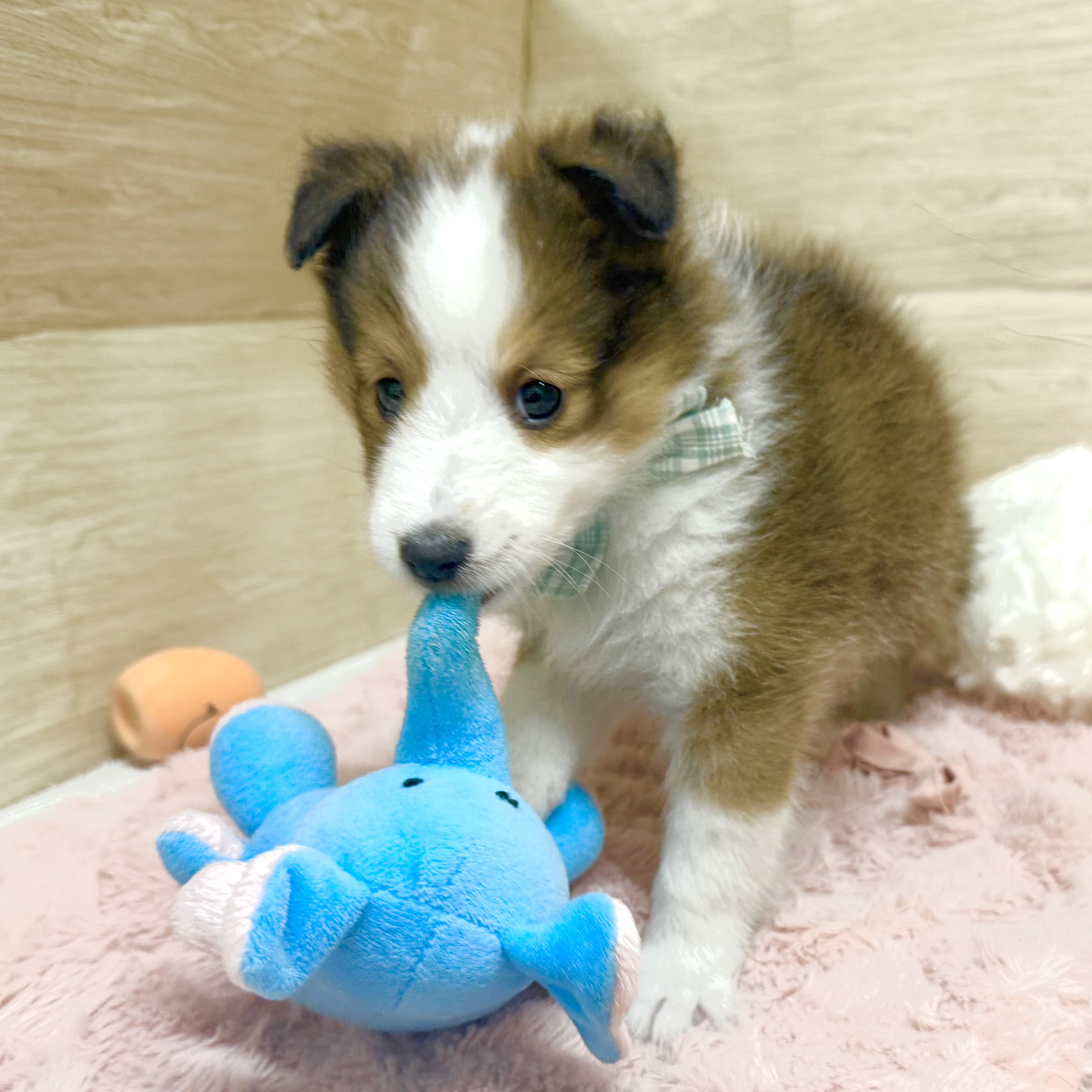 大阪府のシェットランドシープドッグ (犬の家＆猫の里そよら東岸和田店/2026年4月2日生まれ/女の子/セーブルホワイト)の子犬の3枚目の画像