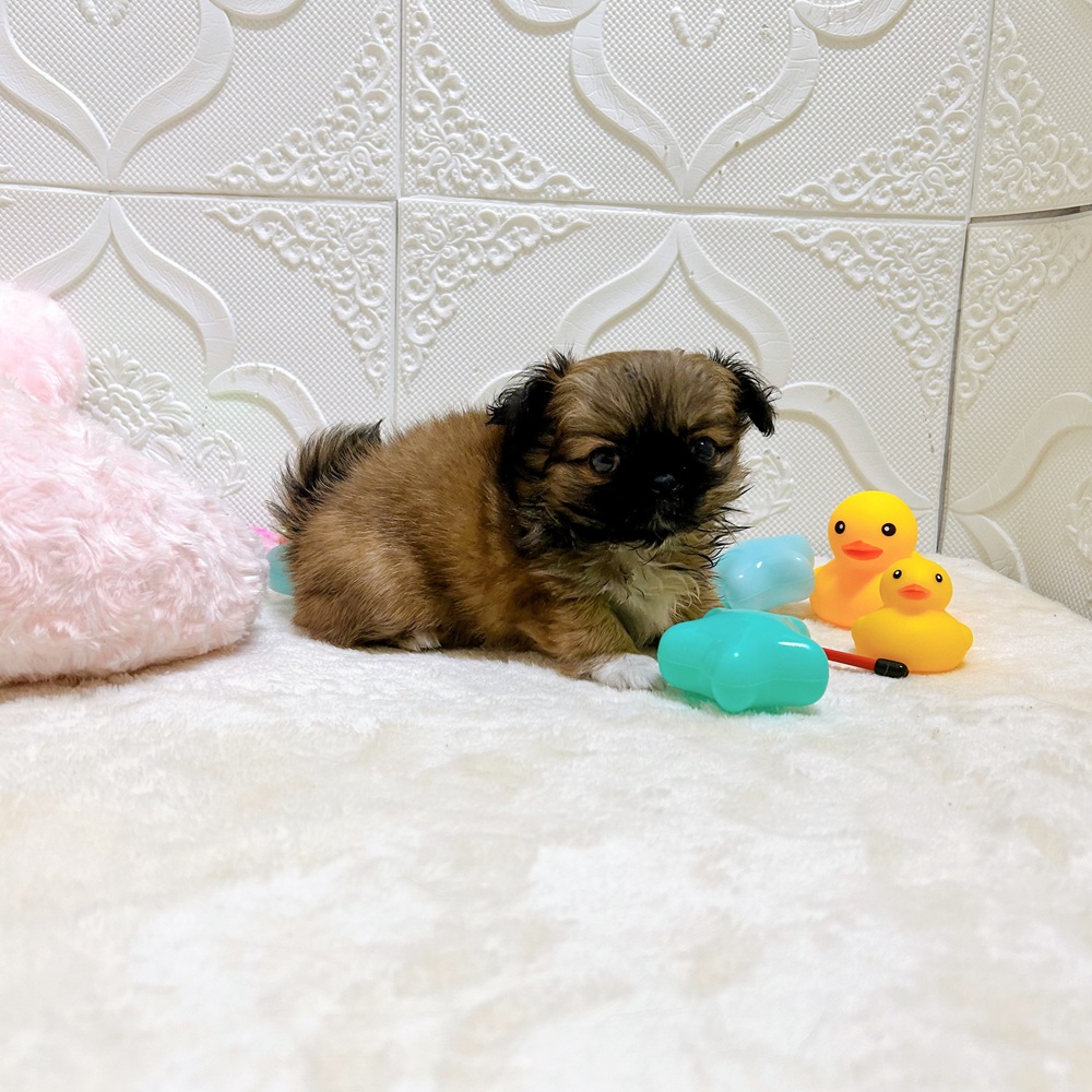愛知県のチワペキ/ペキチー/ペキチワ(チワワ×ペキニーズ) (犬の家＆猫の里岡崎店/2026年5月3日生まれ/女の子/レッド)の子犬の3枚目の画像