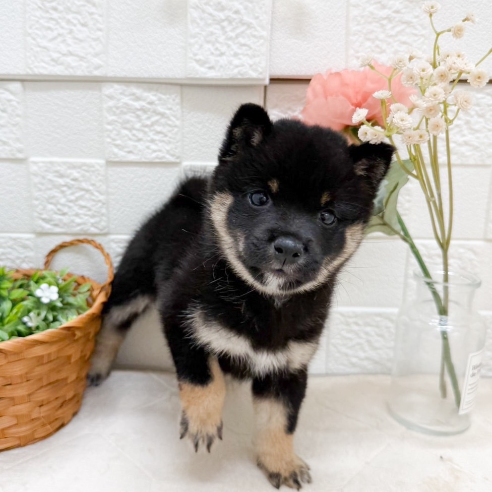 東京都の豆柴 (犬の家＆猫の里ペットフォレスト小平店/2026年8月4日生まれ/女の子/黒)の子犬の3枚目の画像