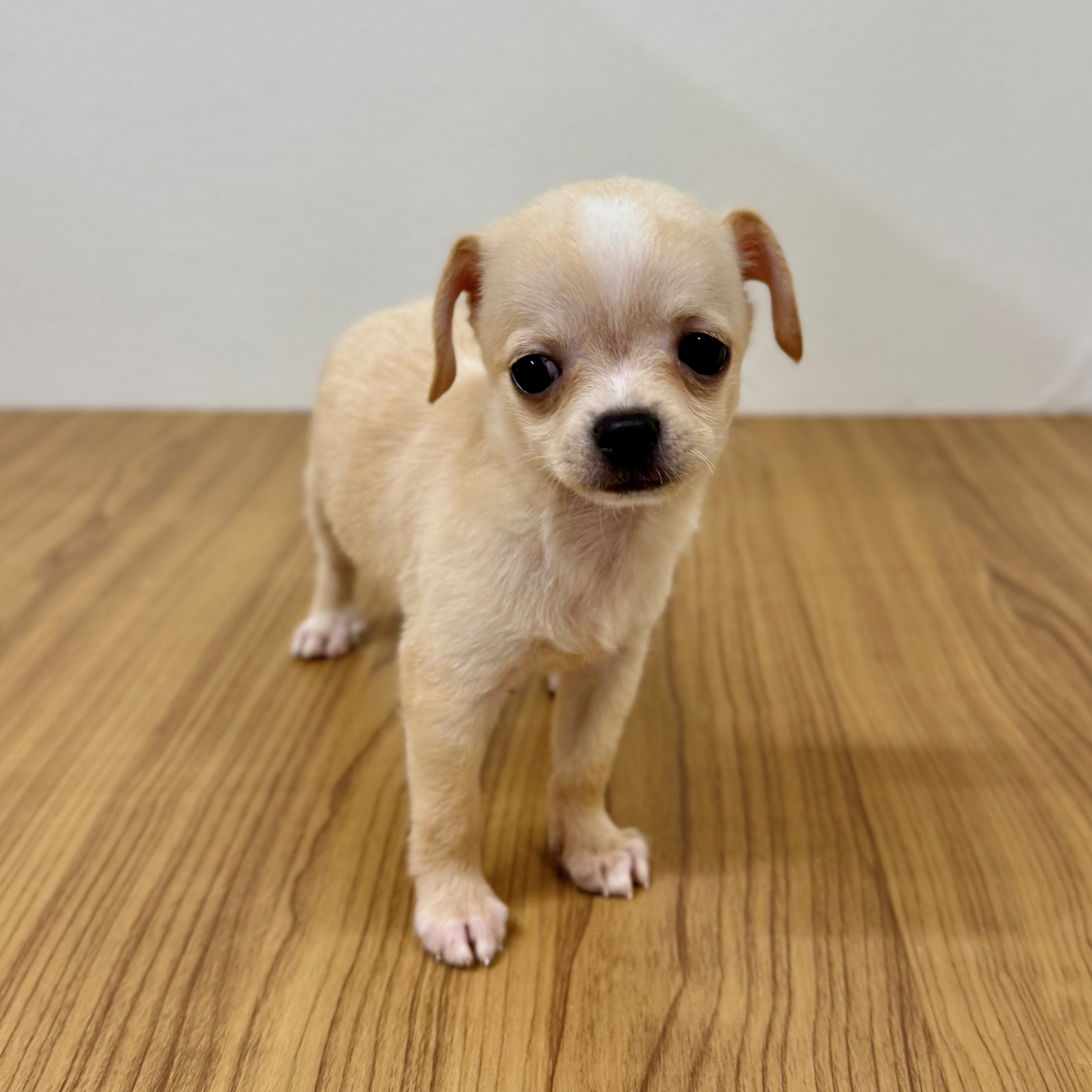 福岡県のチワワ(スムース) (犬の家＆猫の里トリアス久山店/2025年6月10日生まれ/男の子/クリームホワイト)の子犬の3枚目の画像