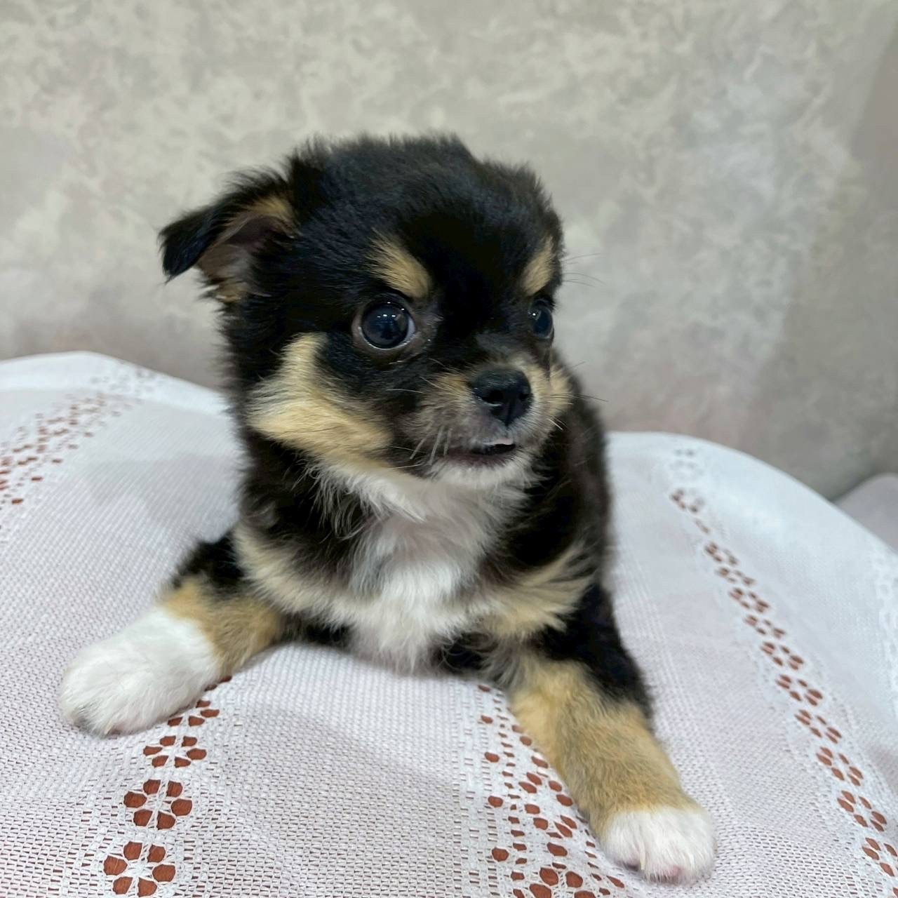 福岡県のチワワ(ロング) (犬の家＆猫の里くりえいと宗像店/2025年12月1日生まれ/男の子/ブラック、タン＆ホワイト＆ホワイト)の子犬の3枚目の画像